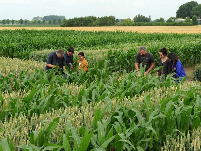 Studying Agriculture in the Netherlands